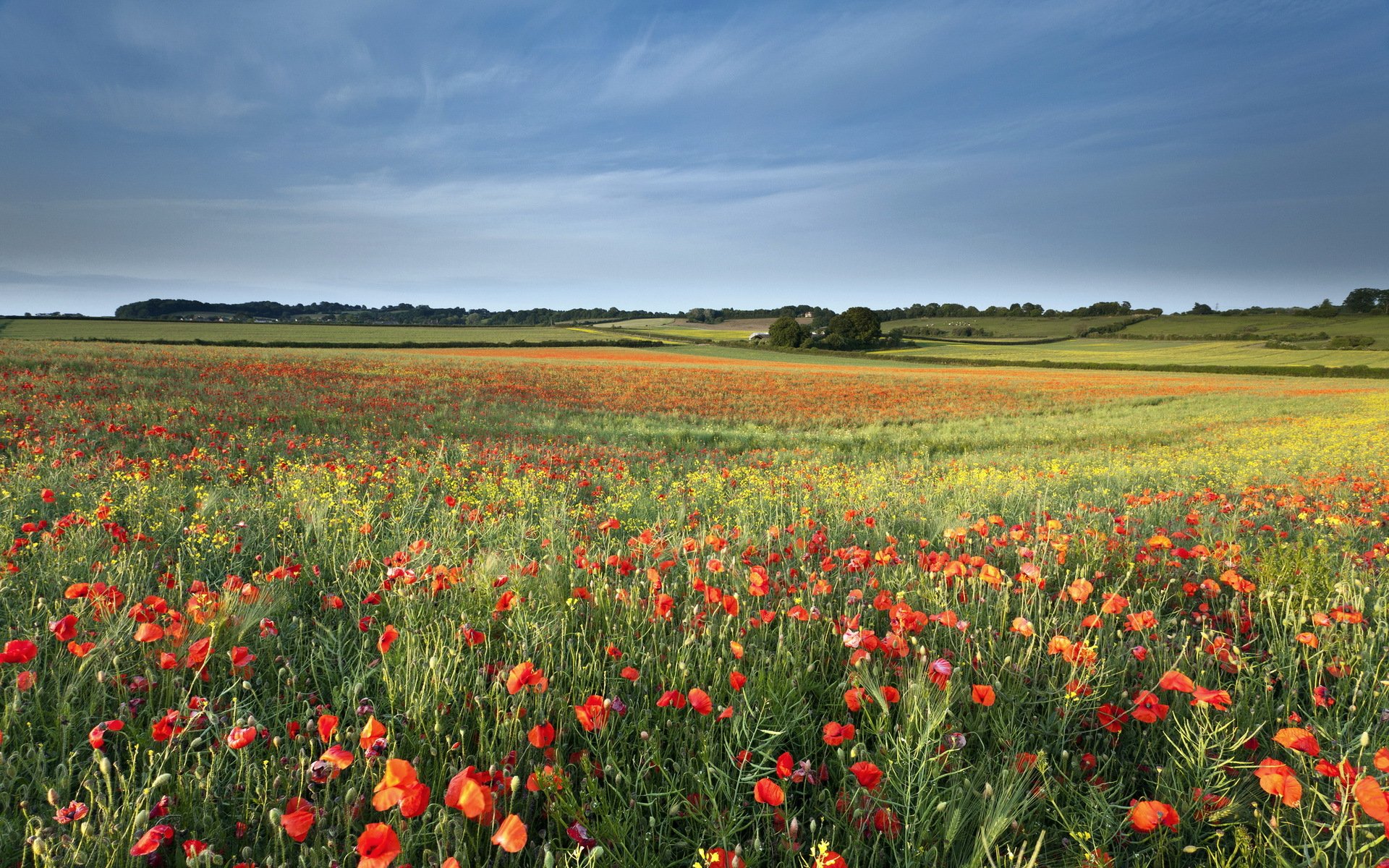 feld mohnblumen sommer natur landschaft