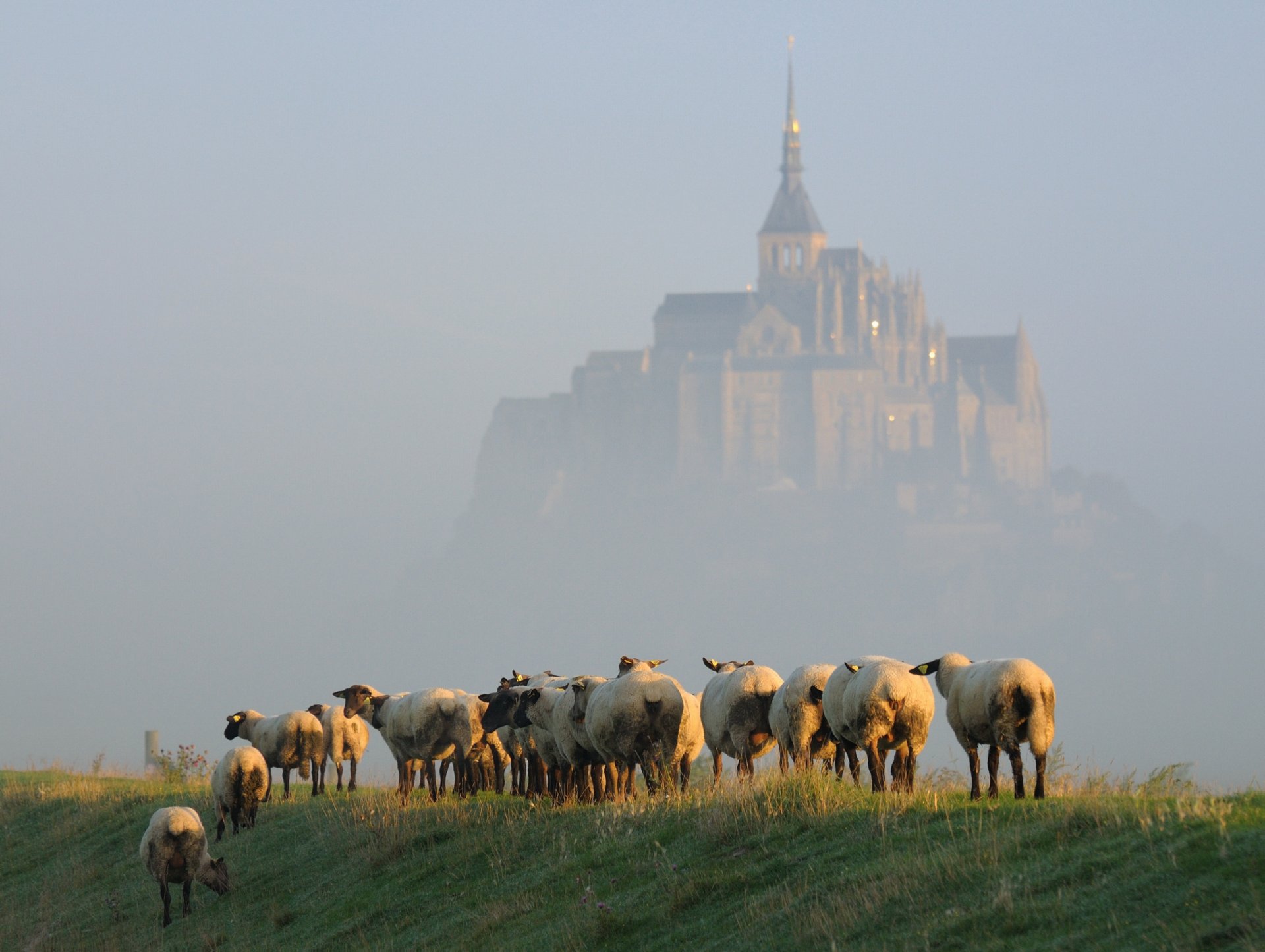 island mont-saint-michel morning fog sheep step