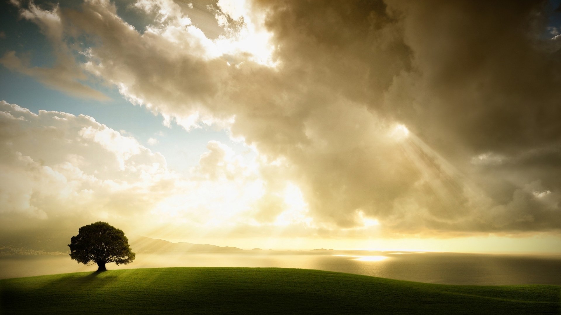 arbre lumière du soleil ciel nuages champ