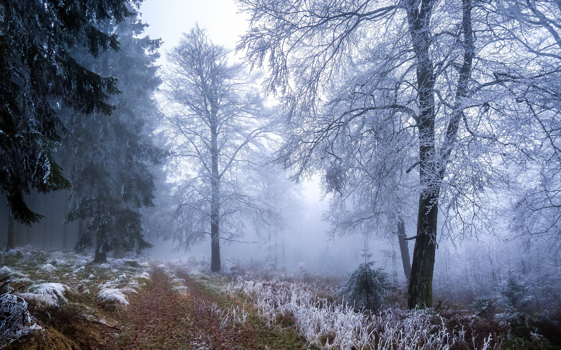 forest winter frost