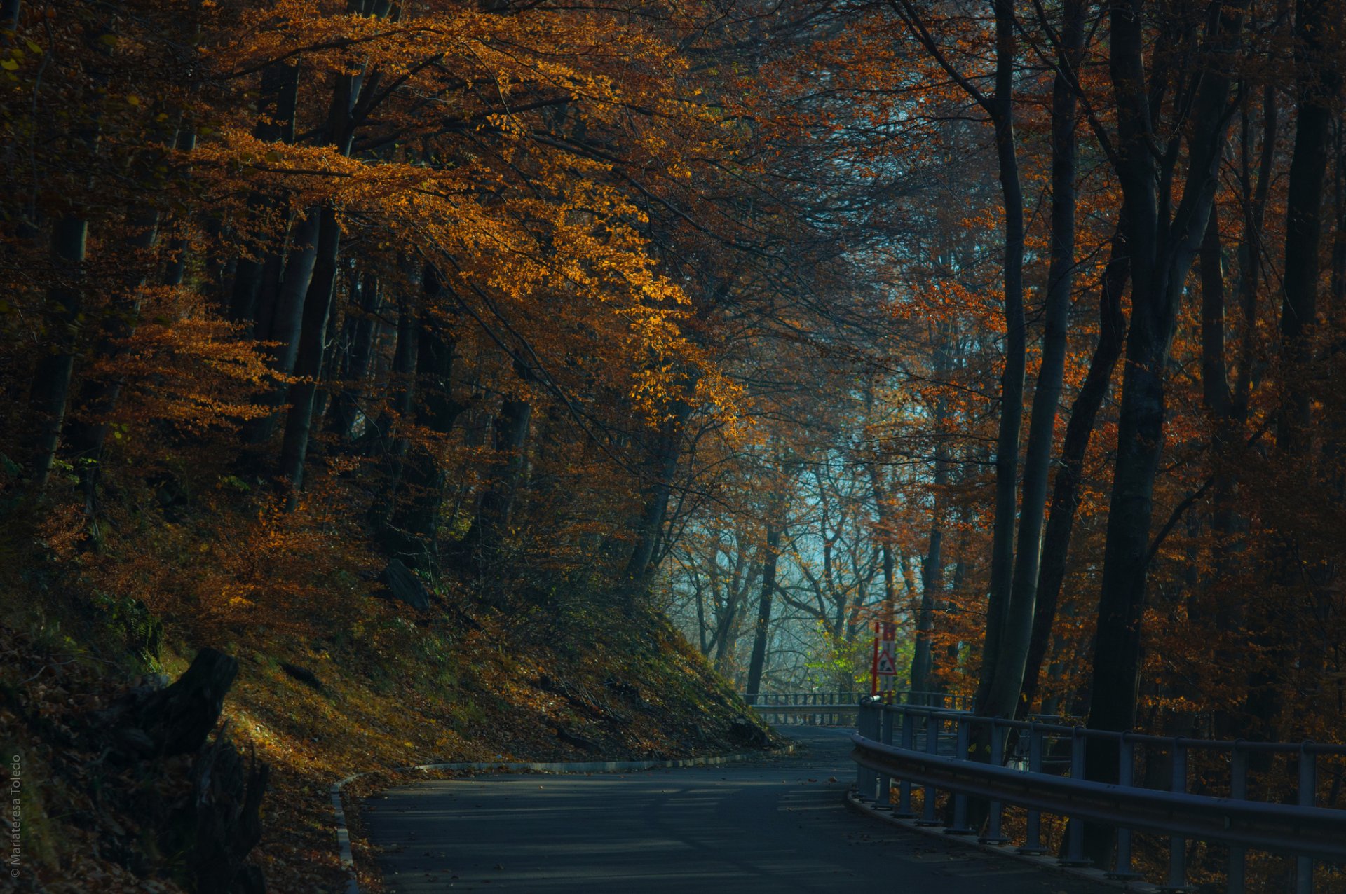 herbst wald straße