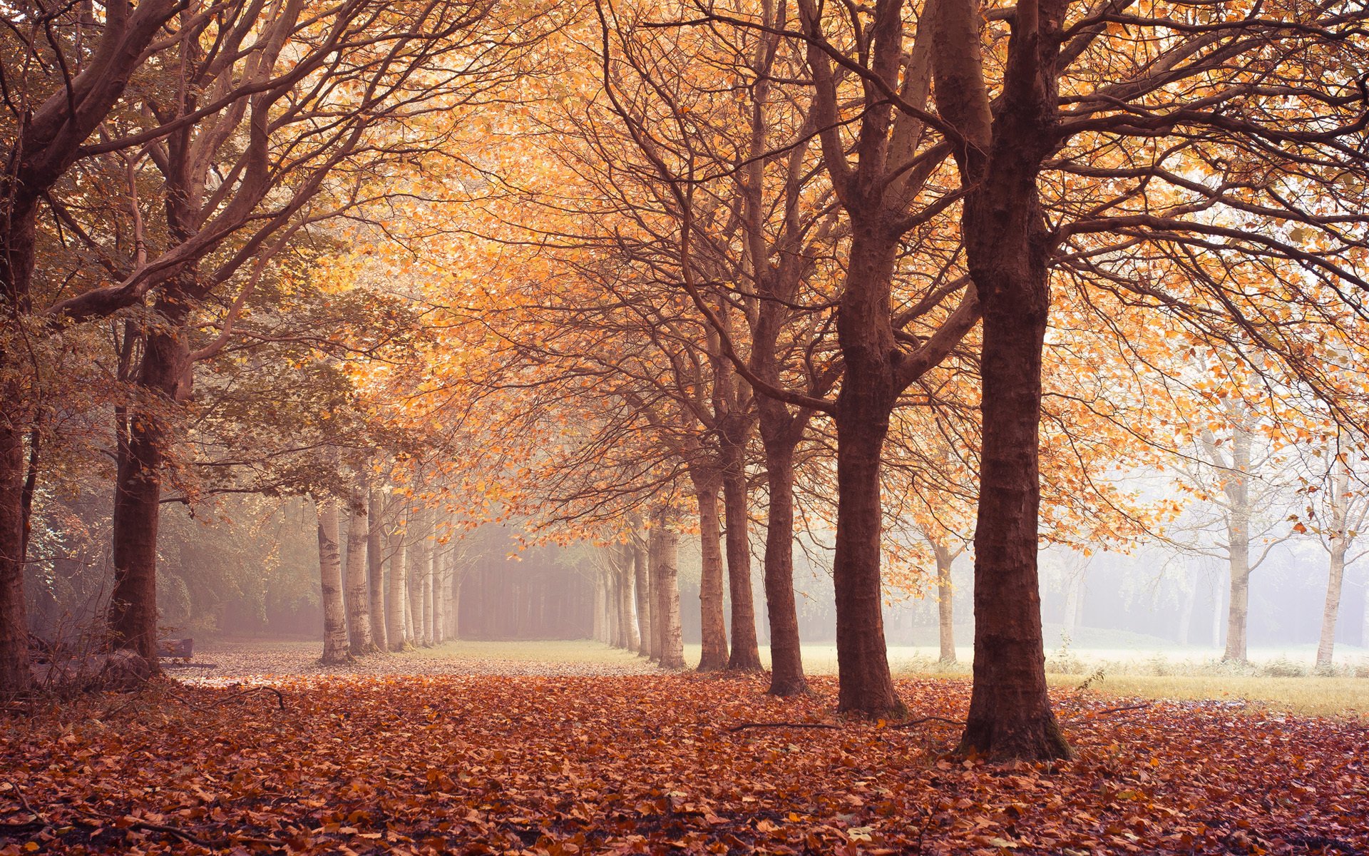 bäume herbst blätter gasse stille