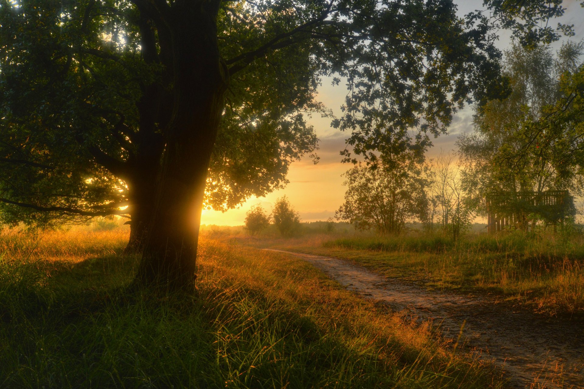 ieringhoek baja sajonia alemania naturaleza paisaje tarde puesta de sol sol árboles hierba camino camino camino campo