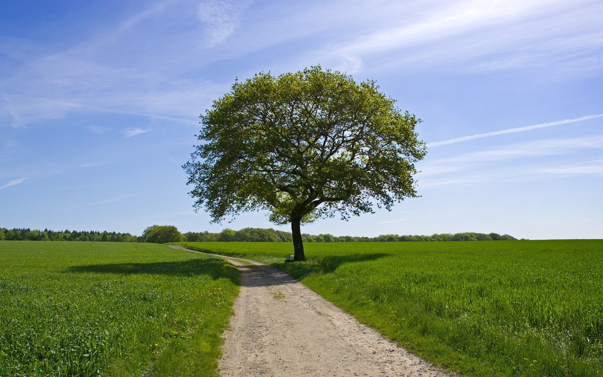 été verdure champ route ciel arbre