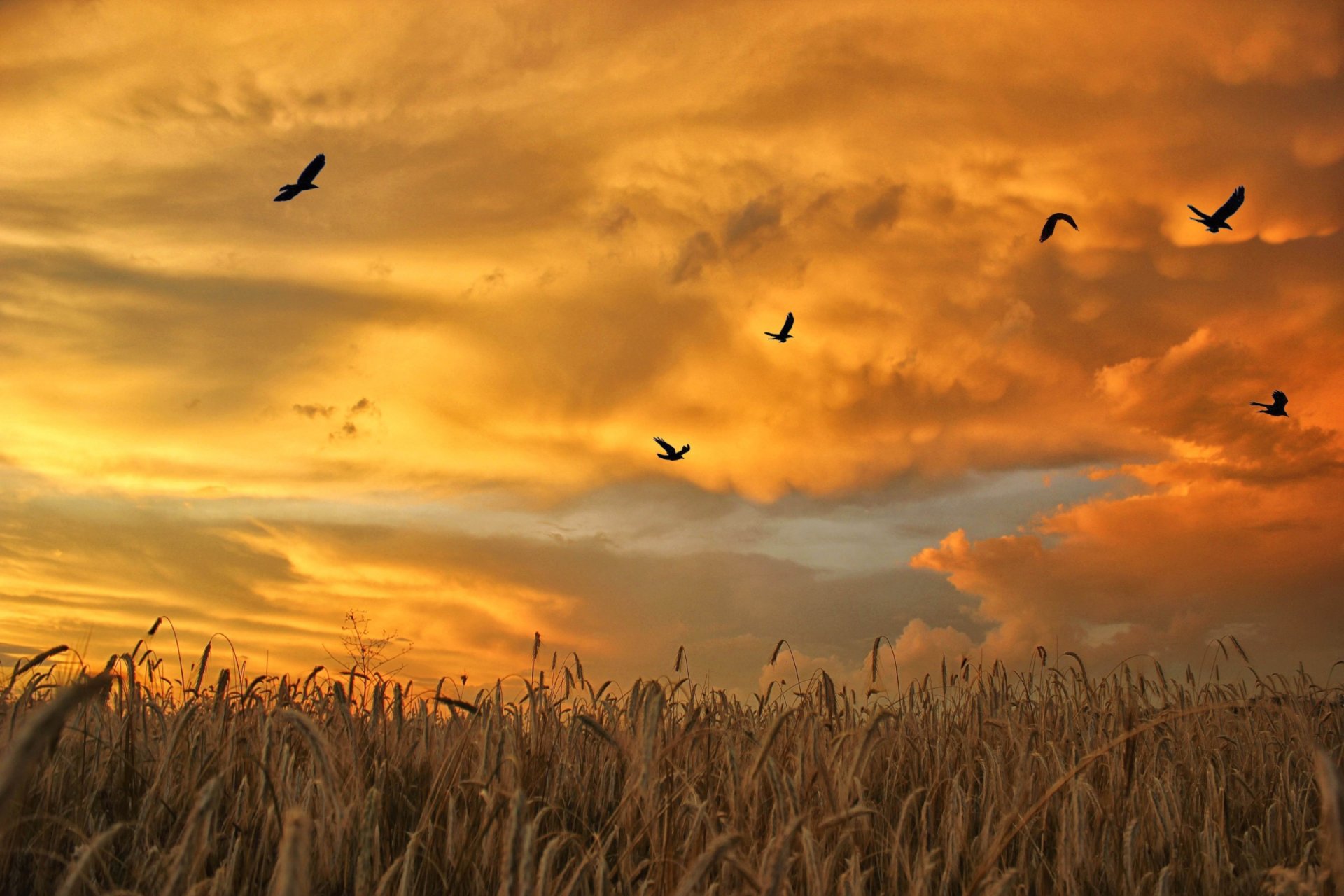 the field spikes article birds sky clouds dawn sunset