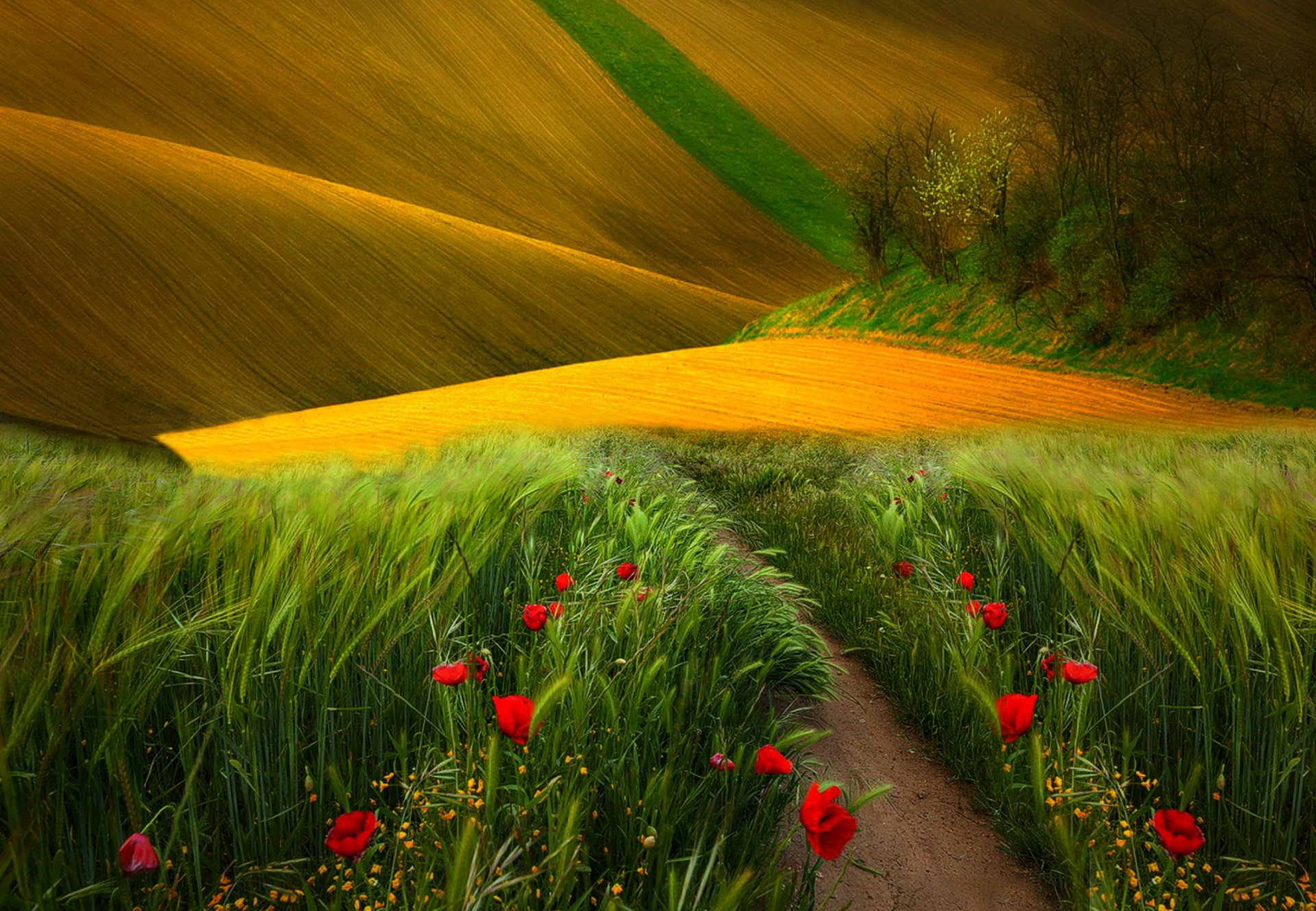 field grass poppies trees nature landscape view colors flowers field path view