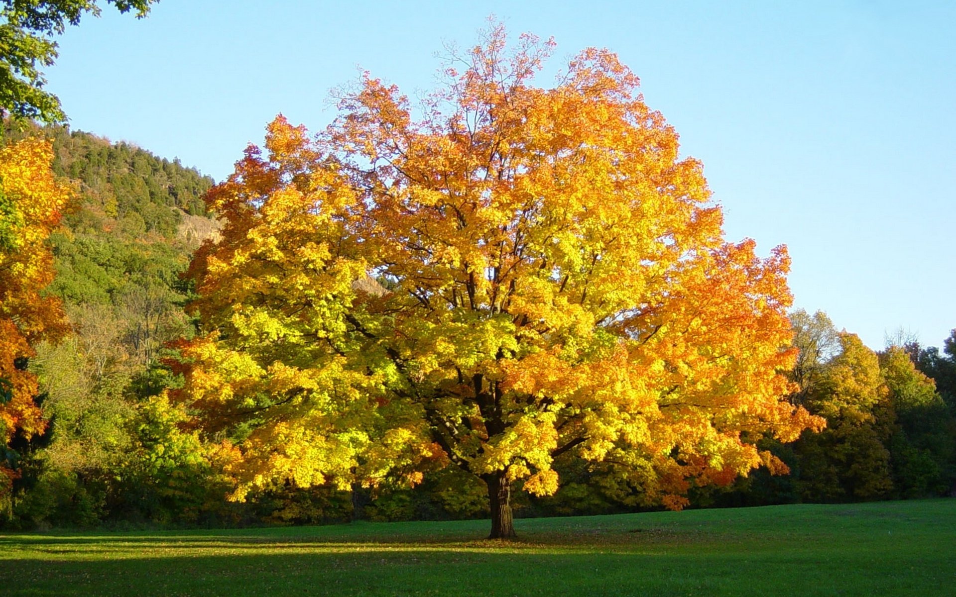 automne arbre feuilles fond d écran sur le bureau