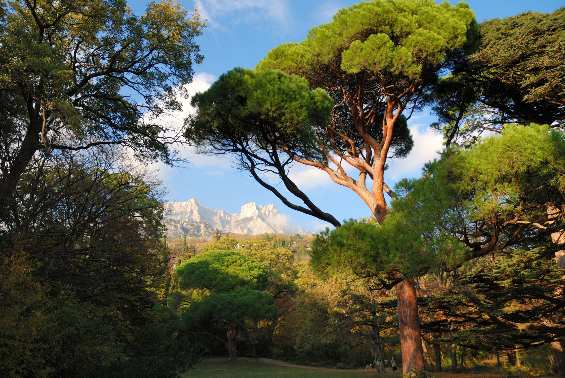 ukraine crimea mishor tree mountain park nature