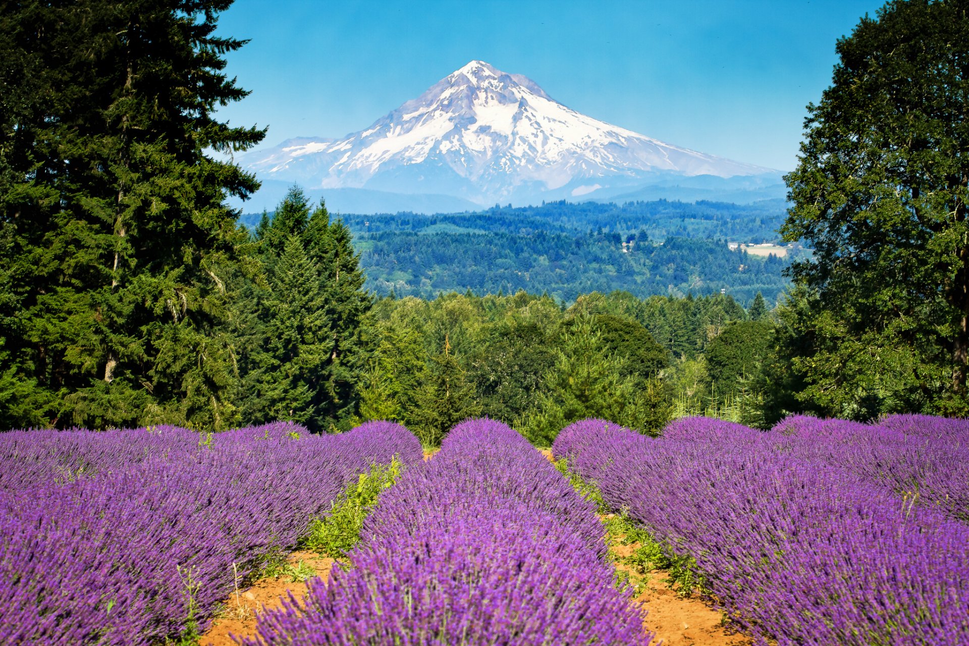 mount hood portland oregon montagna lavanda alberi campo