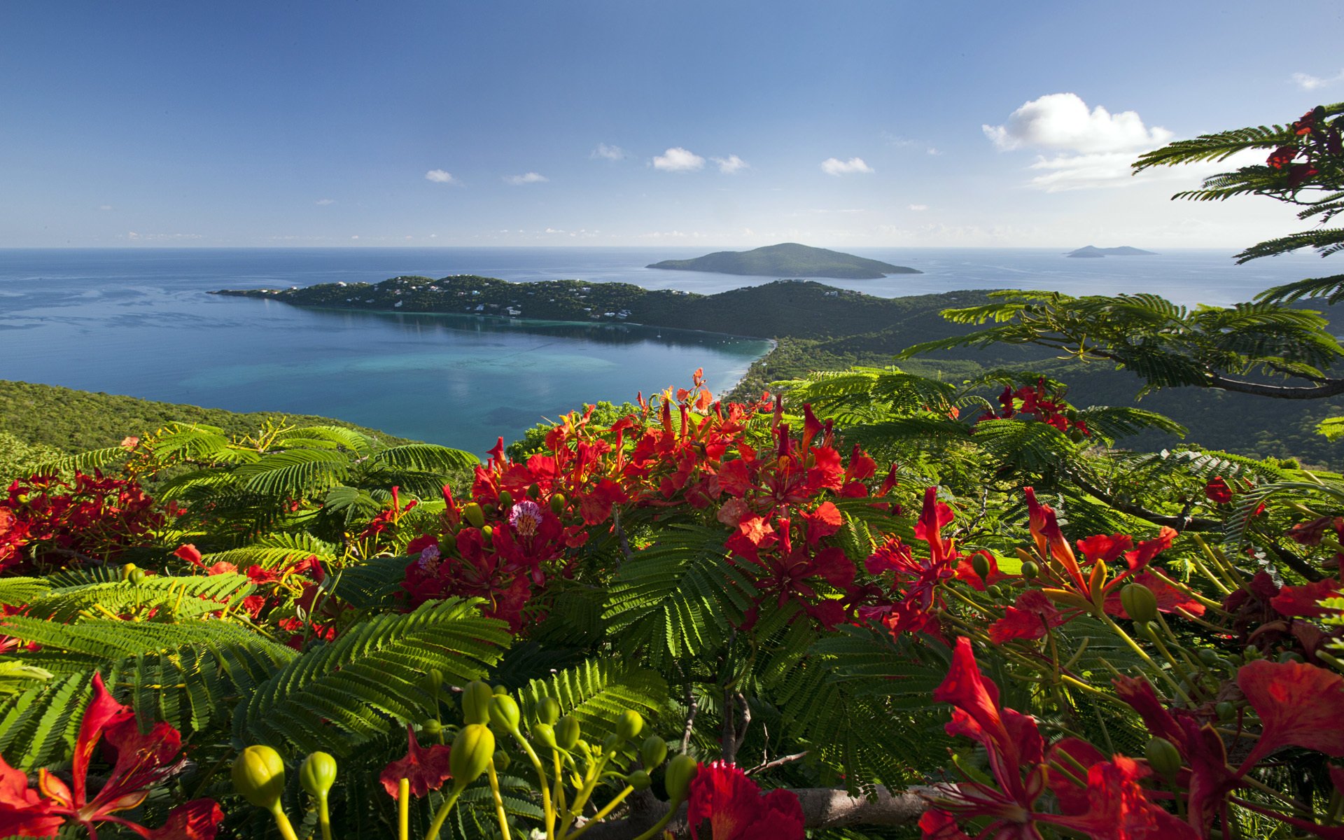 caribbean beach sea flower