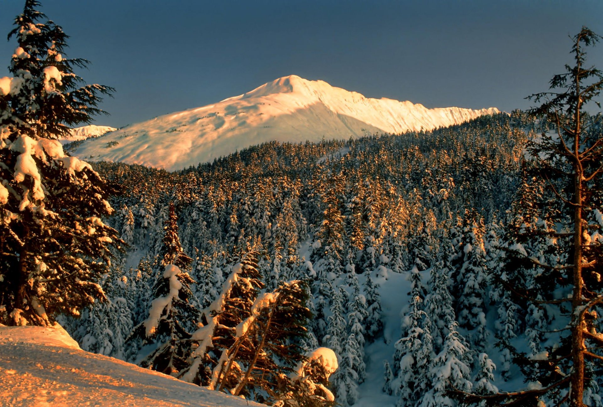 landscape mountain park forest tree snow winter