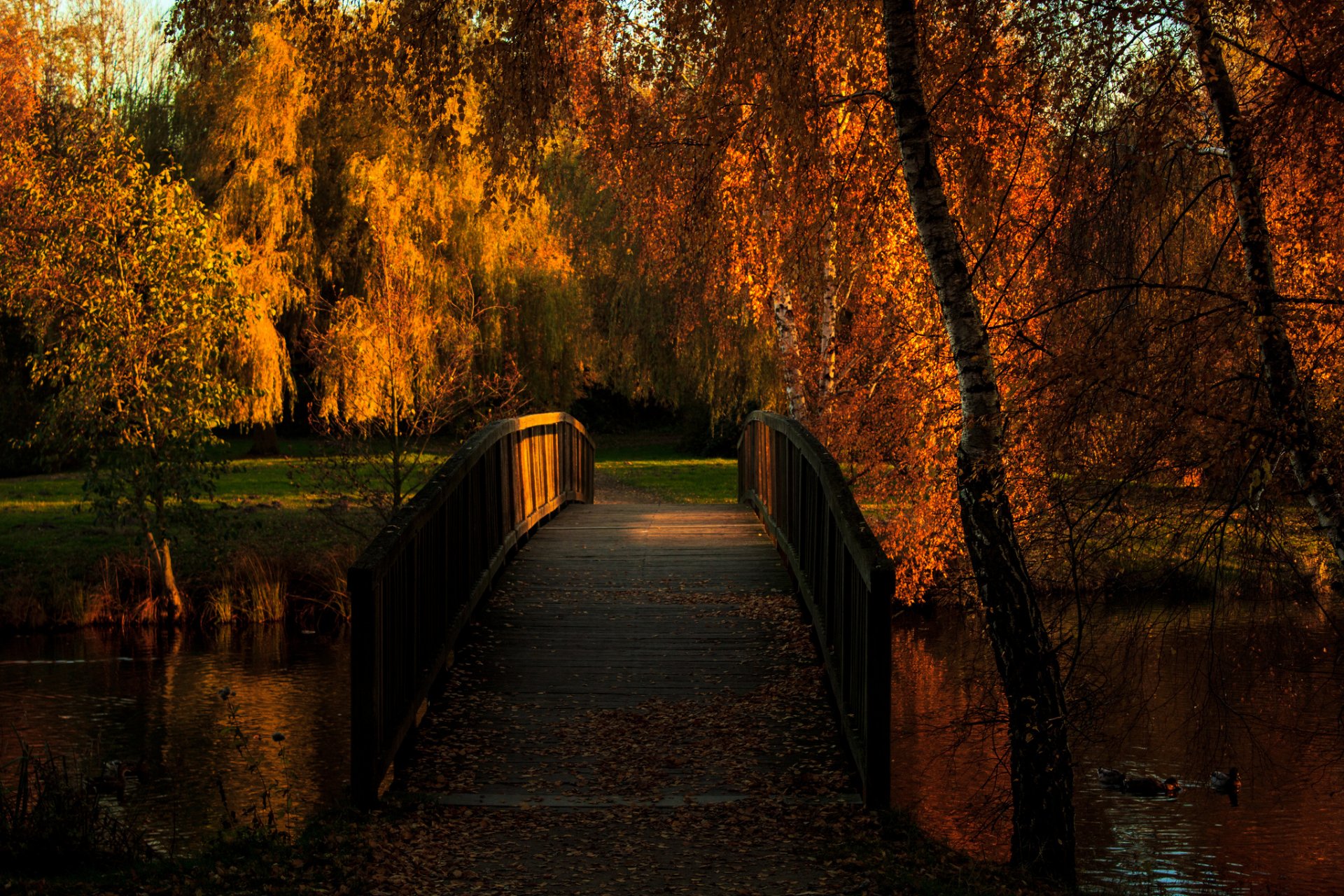 autumn park pond bridge duck