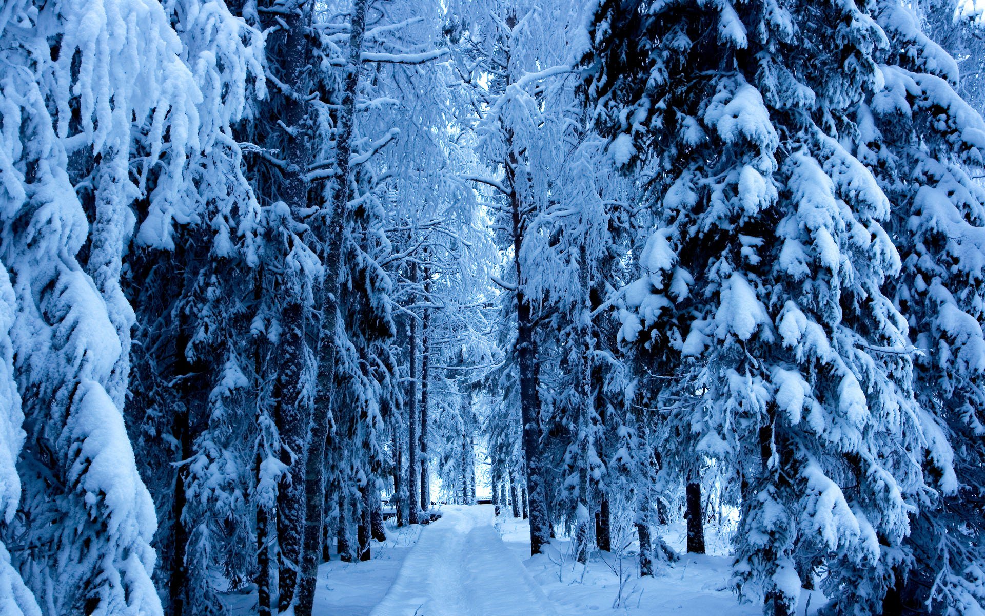 invierno bosque árboles abeto camino