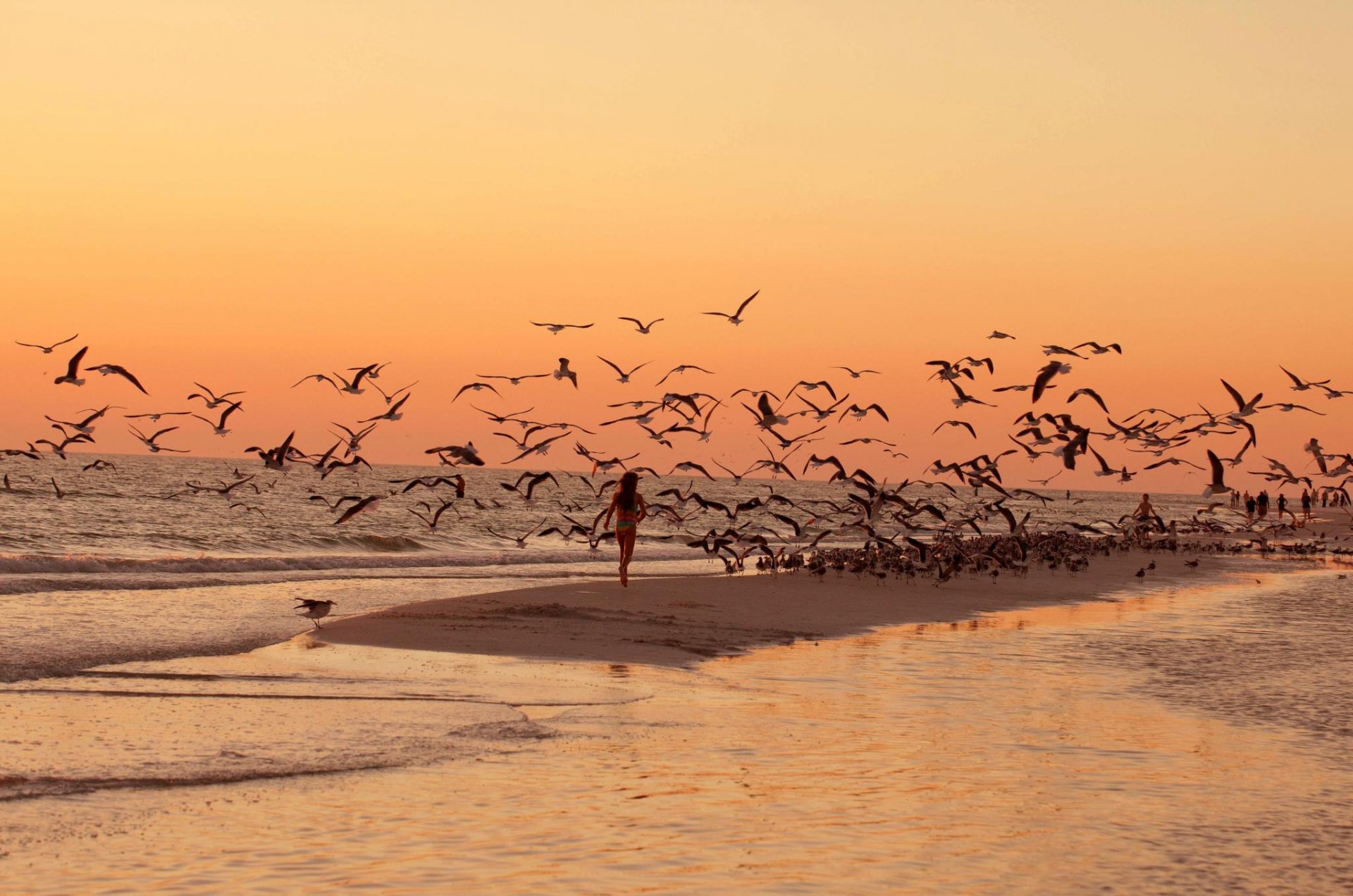 mer plage oiseaux mouettes coucher de soleil promenade