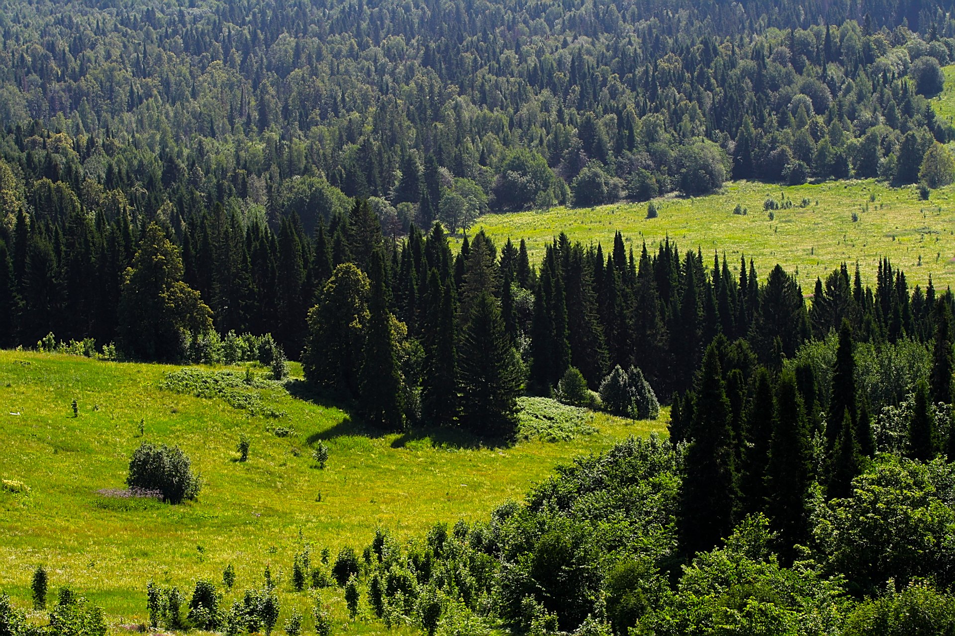 las drzewa dal zieleń ural