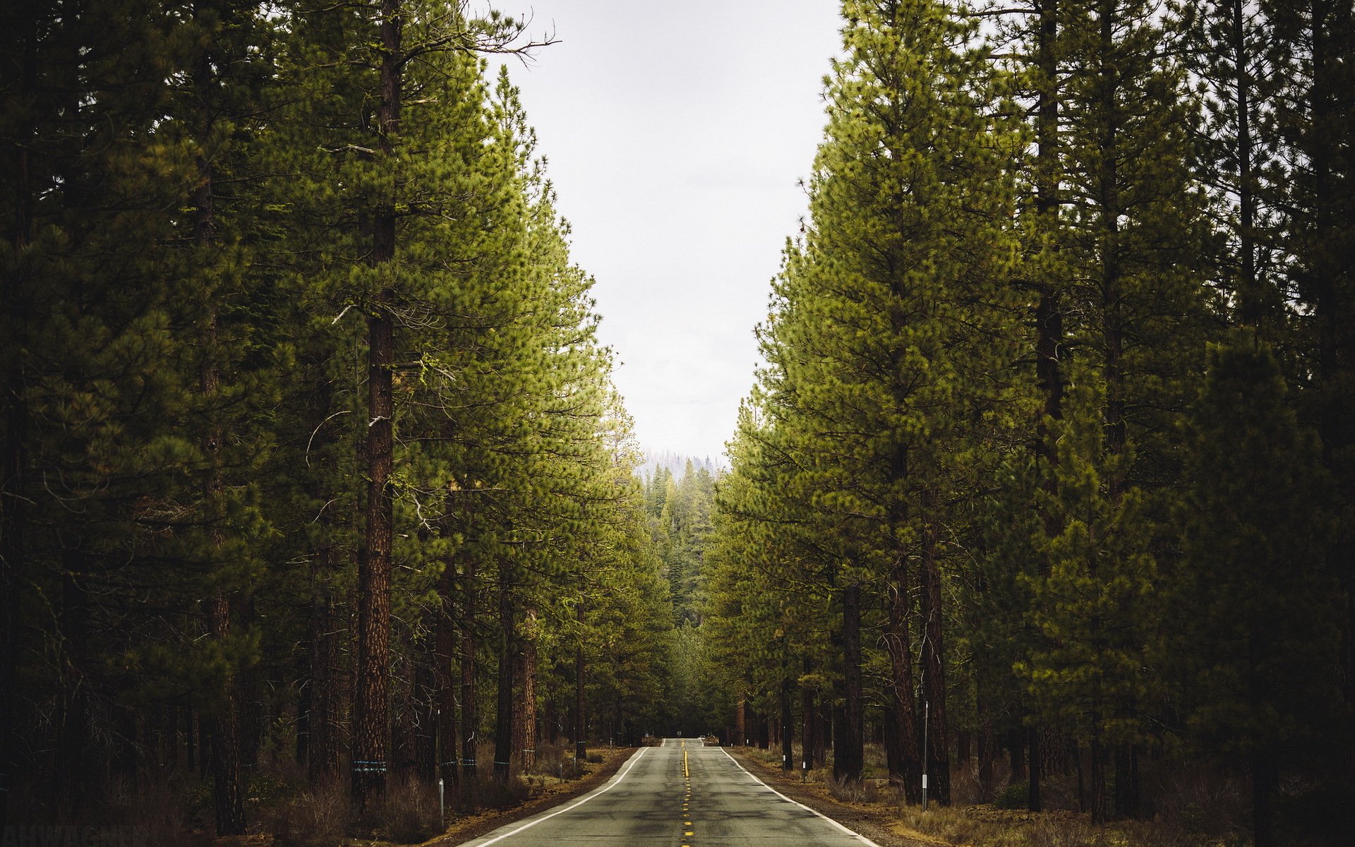 foresta strada paesaggio