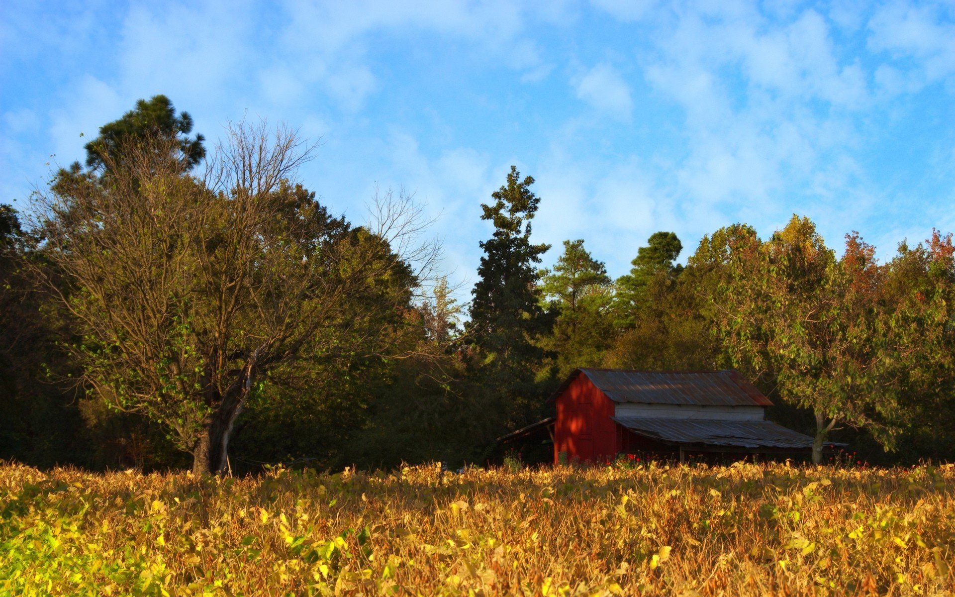 autunno radura foresta alberi cielo nuvole casa fienile