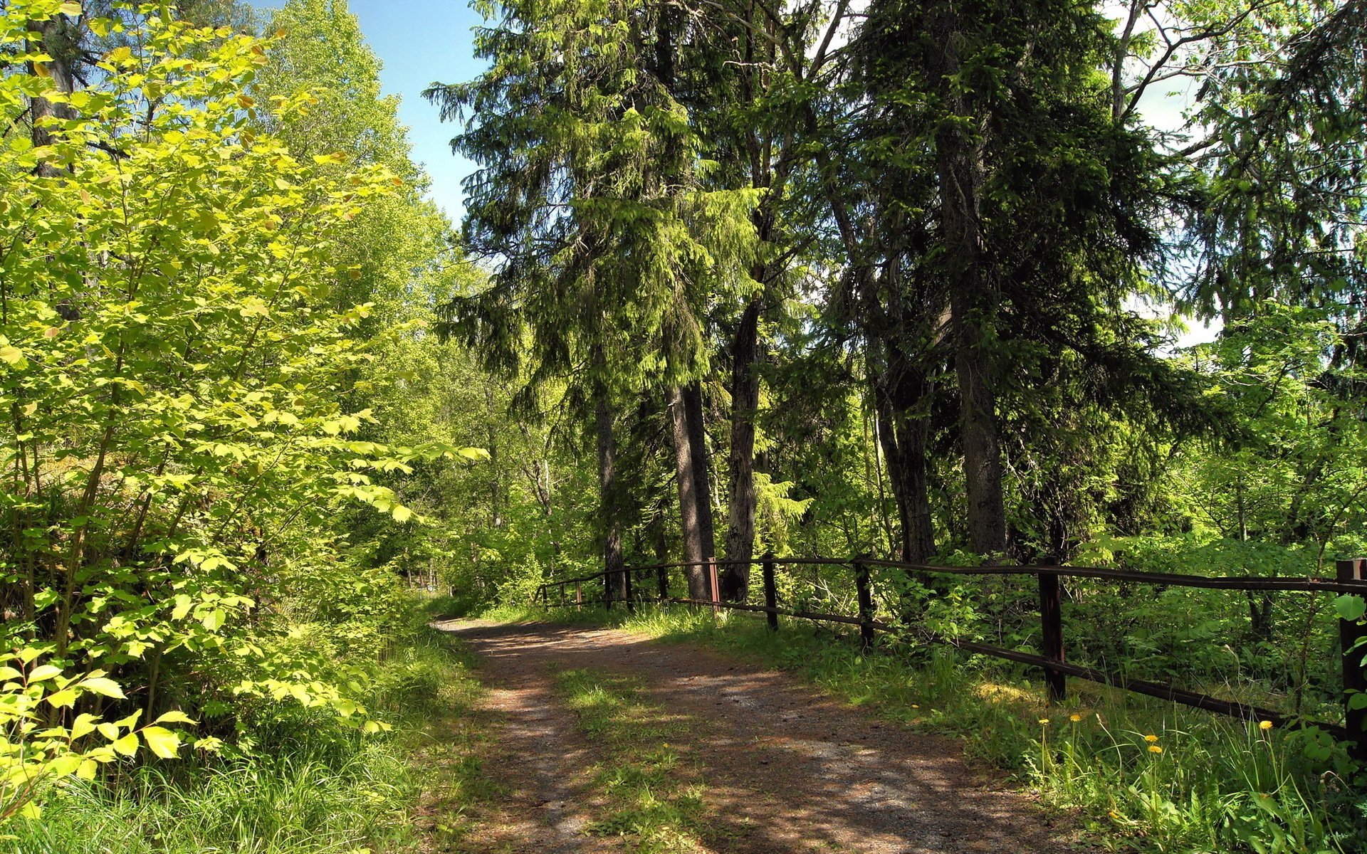 été forêt route nature