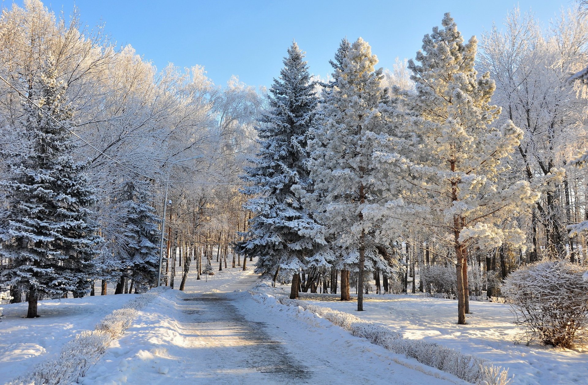 winter forest road snow