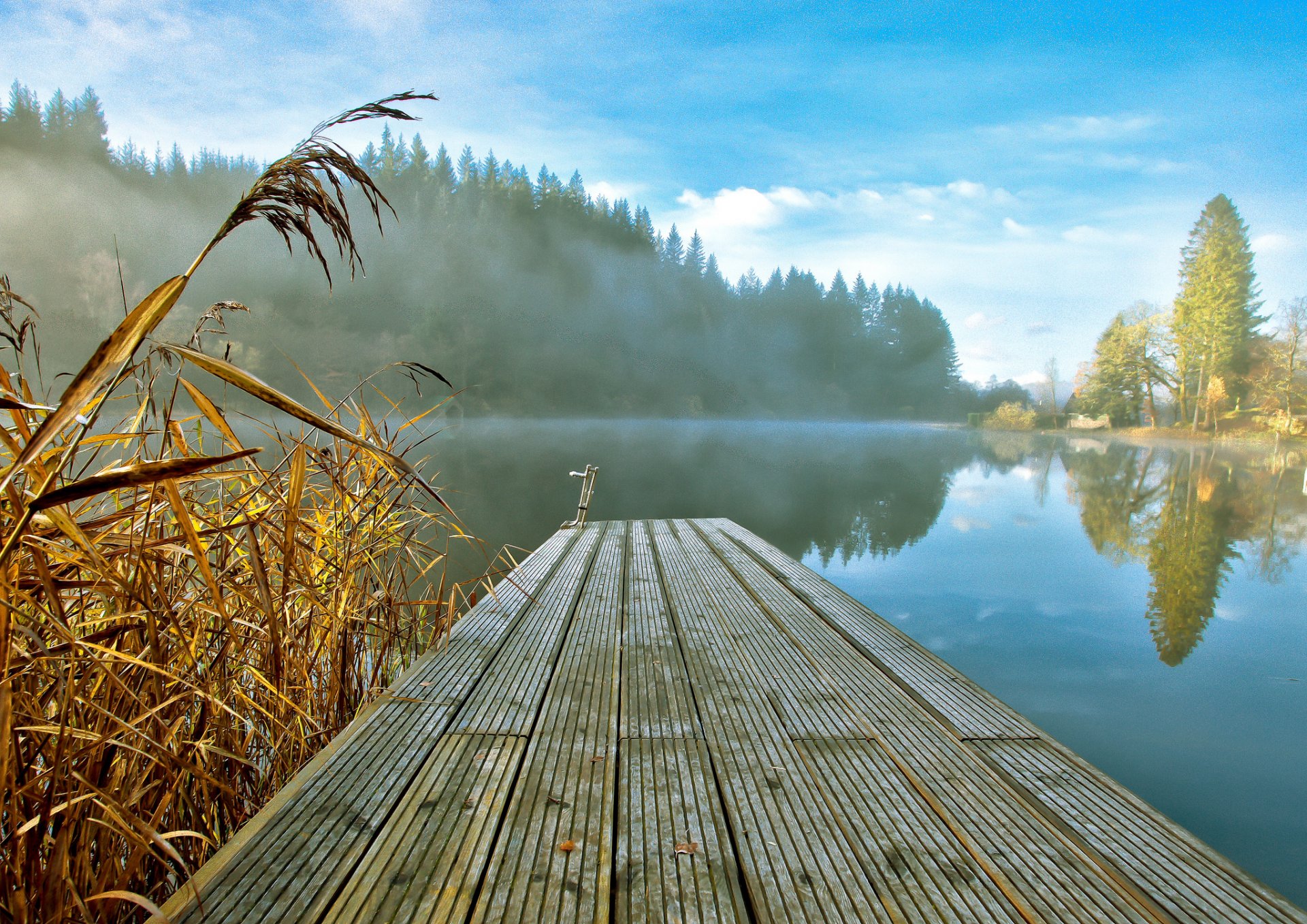 forêt lac roseau brouillard