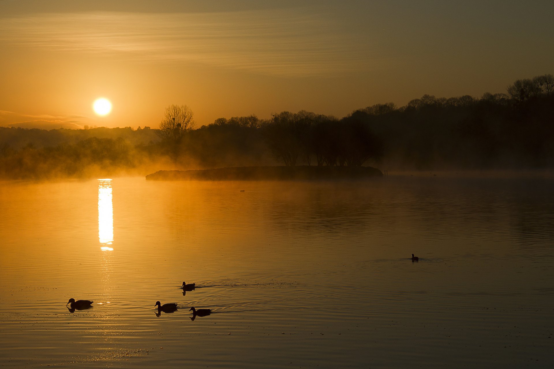 foresta lago nebbia anatre alba