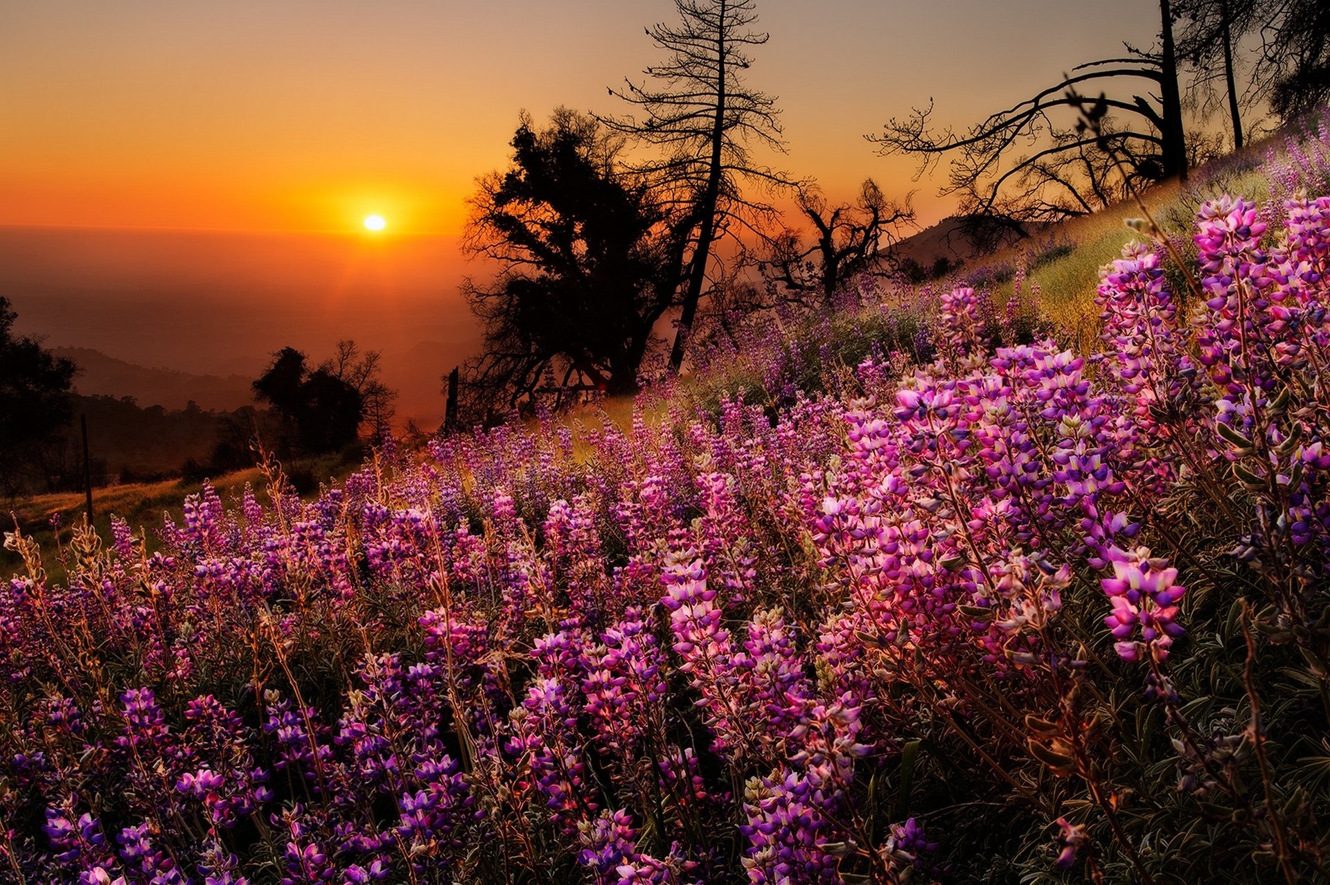 nature colors colorful landscape view sky sunset tree trees grass flowers mountain sun view mountain