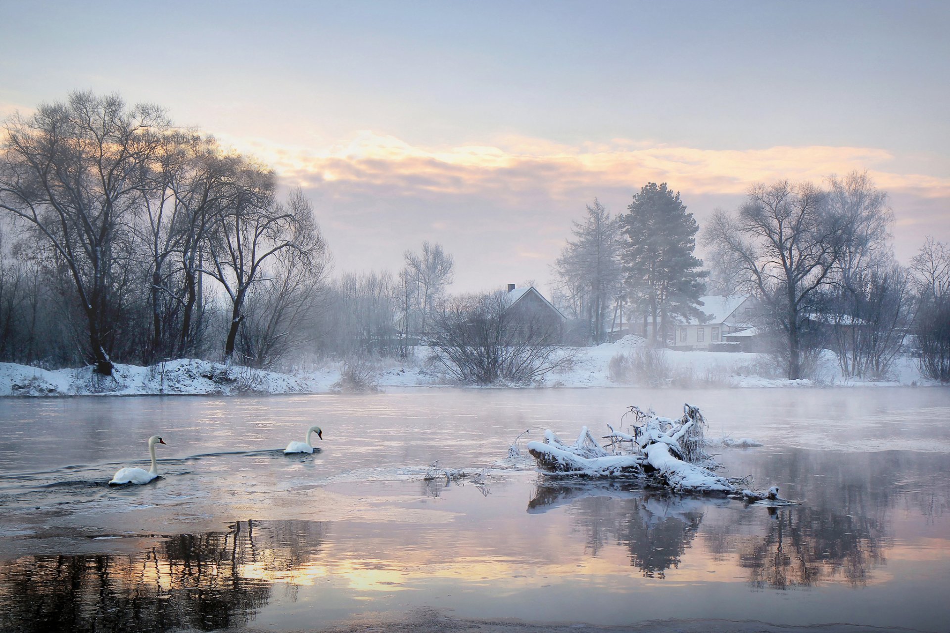 maisons arbres lac cygnes hiver froid matin