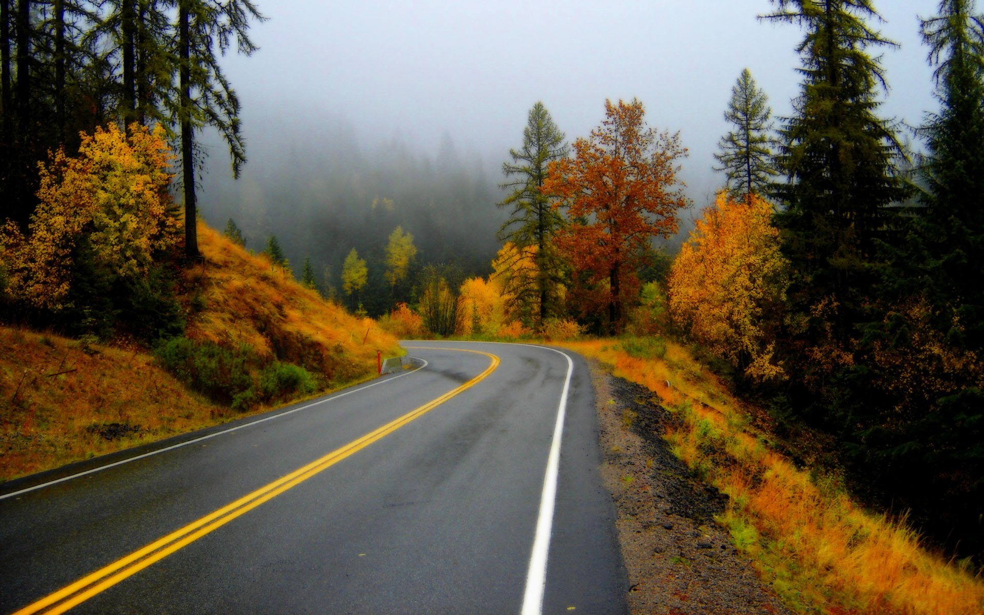 route forêt automne brouillard