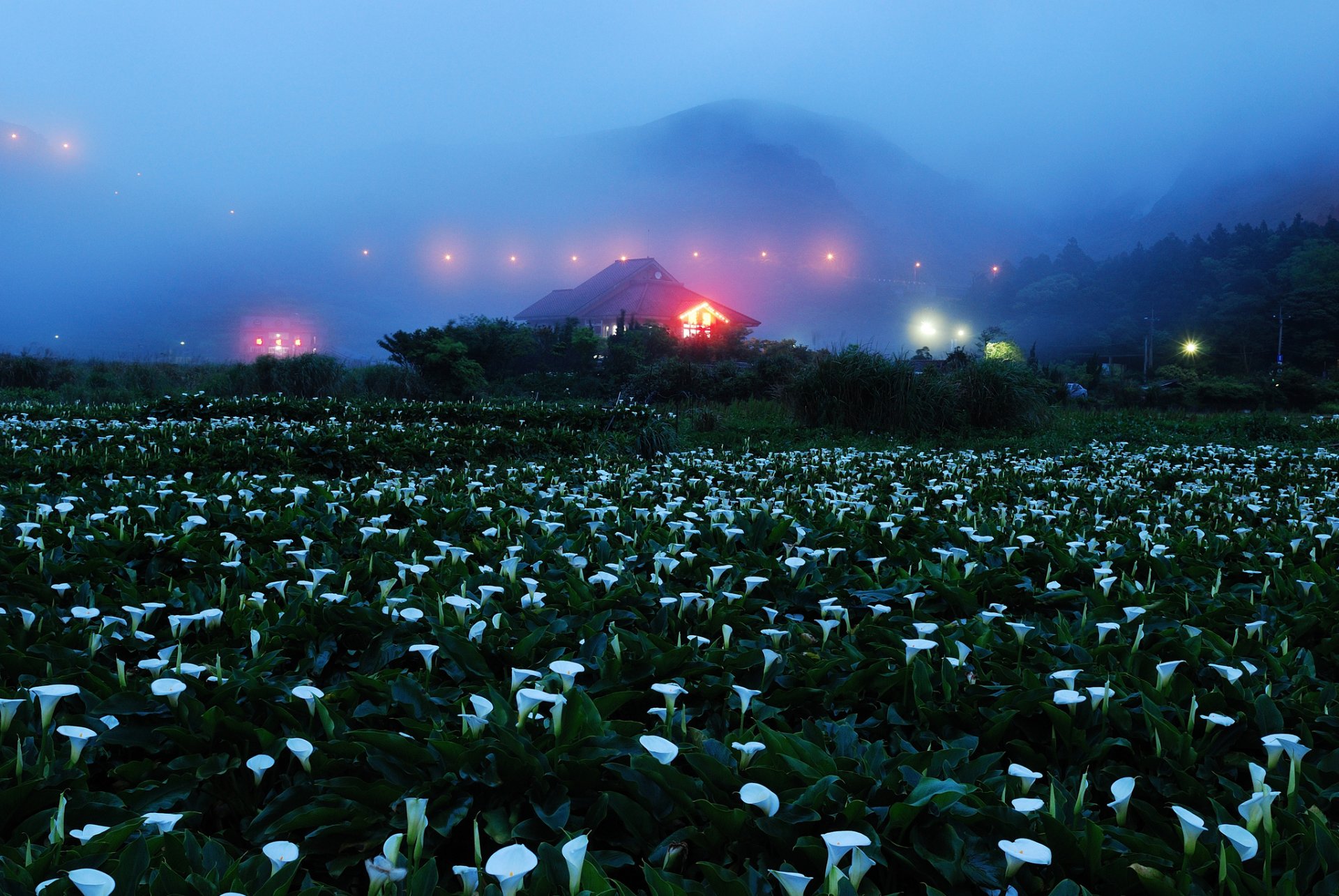 noche niebla montañas casa luces campo flores calas