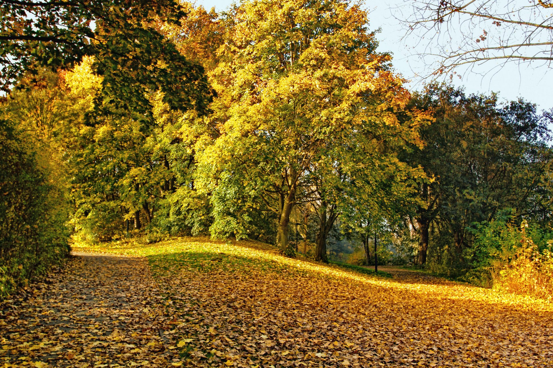 jesień park drzewa liście żółte opadłe