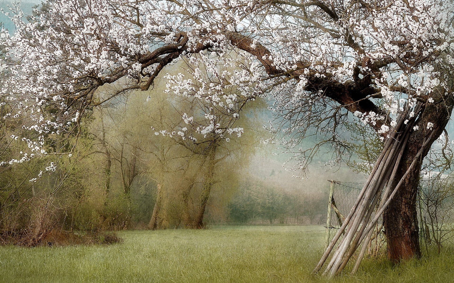 natur garten frühling landschaft