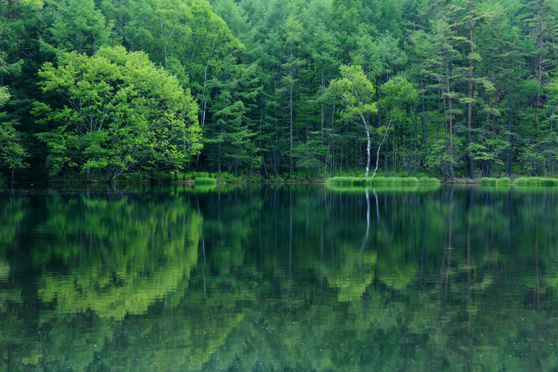 lago foresta alberi riflessione