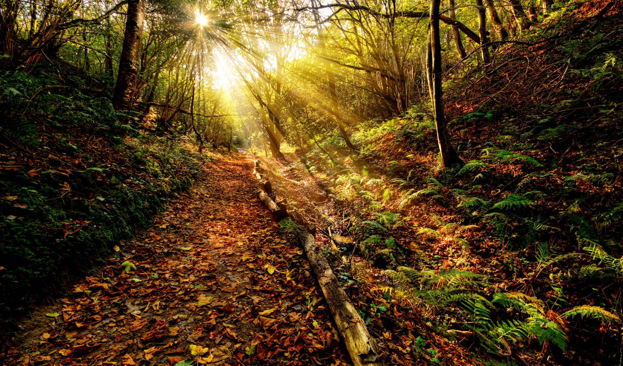 sonnenuntergang gras strahlen sonne himmel wolken farbe natur ansicht herbst blatt wald wege blätter landschaft