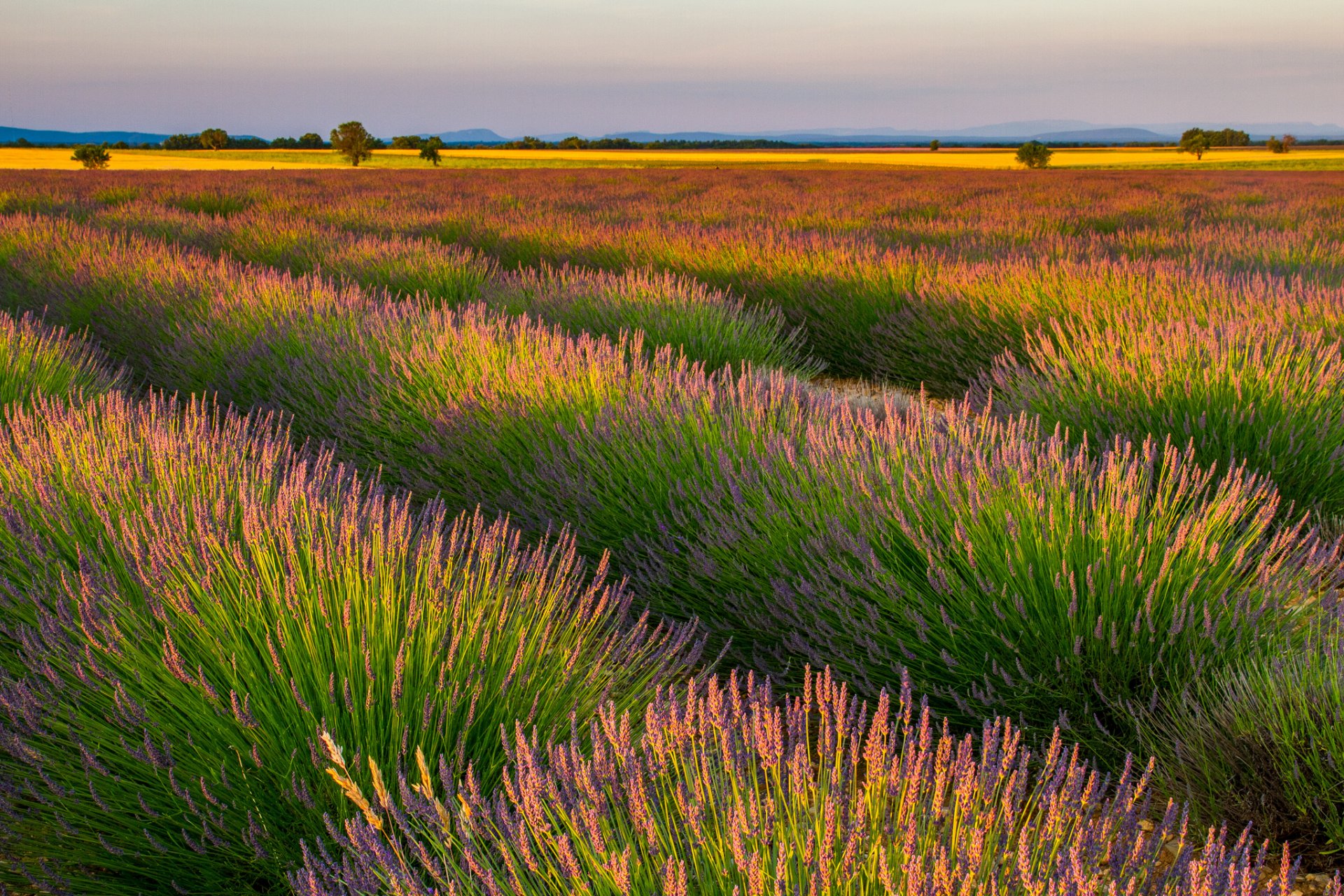 campo filas lavanda flores púrpura naturaleza paisaje filas