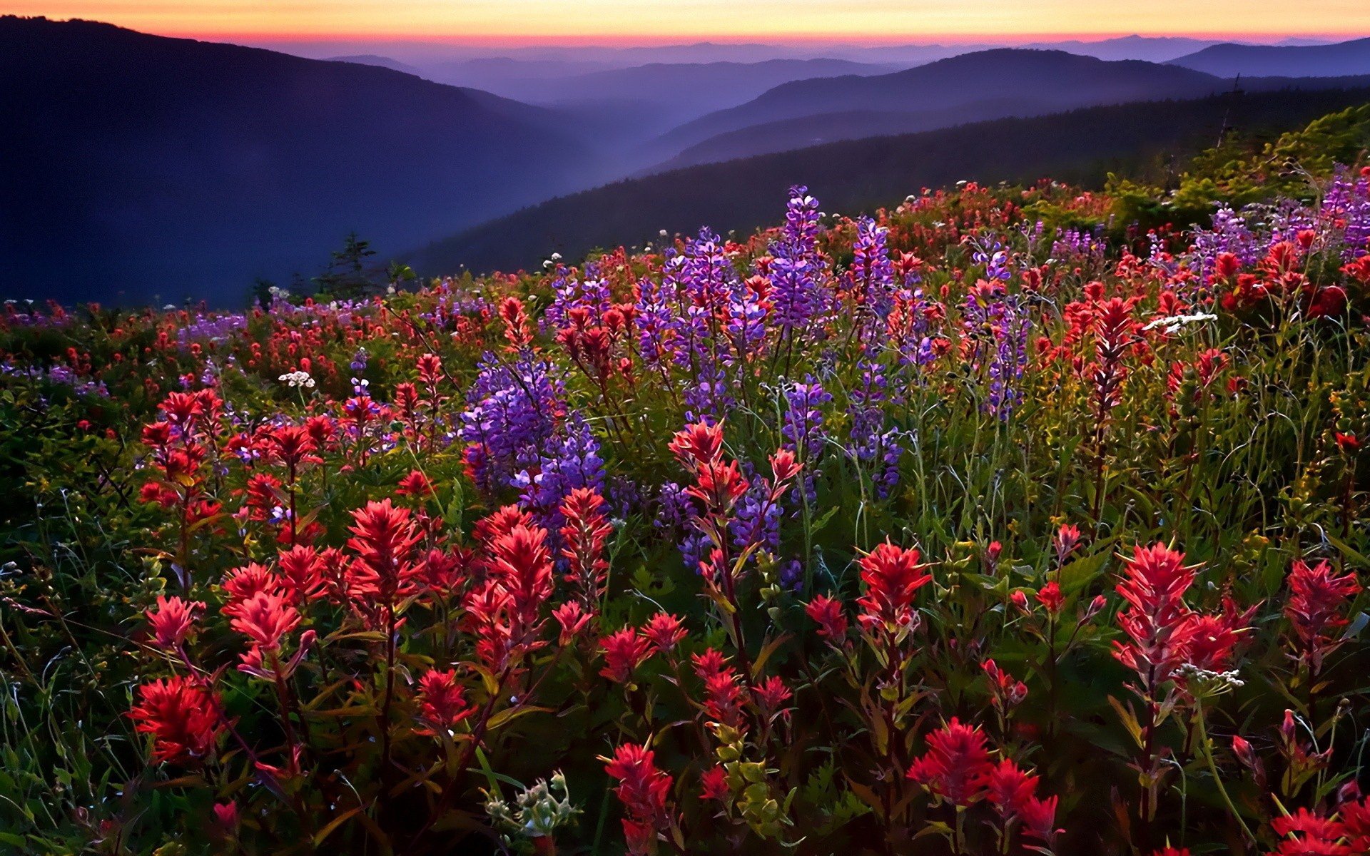 champ fleurs montagnes brouillard coucher de soleil