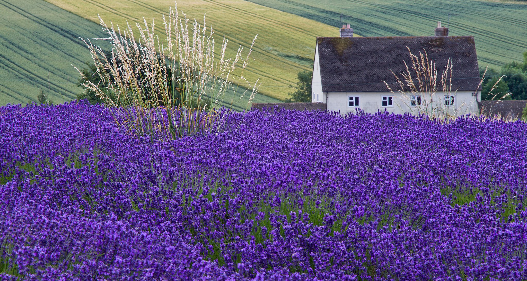 casa campo lavanda espigas