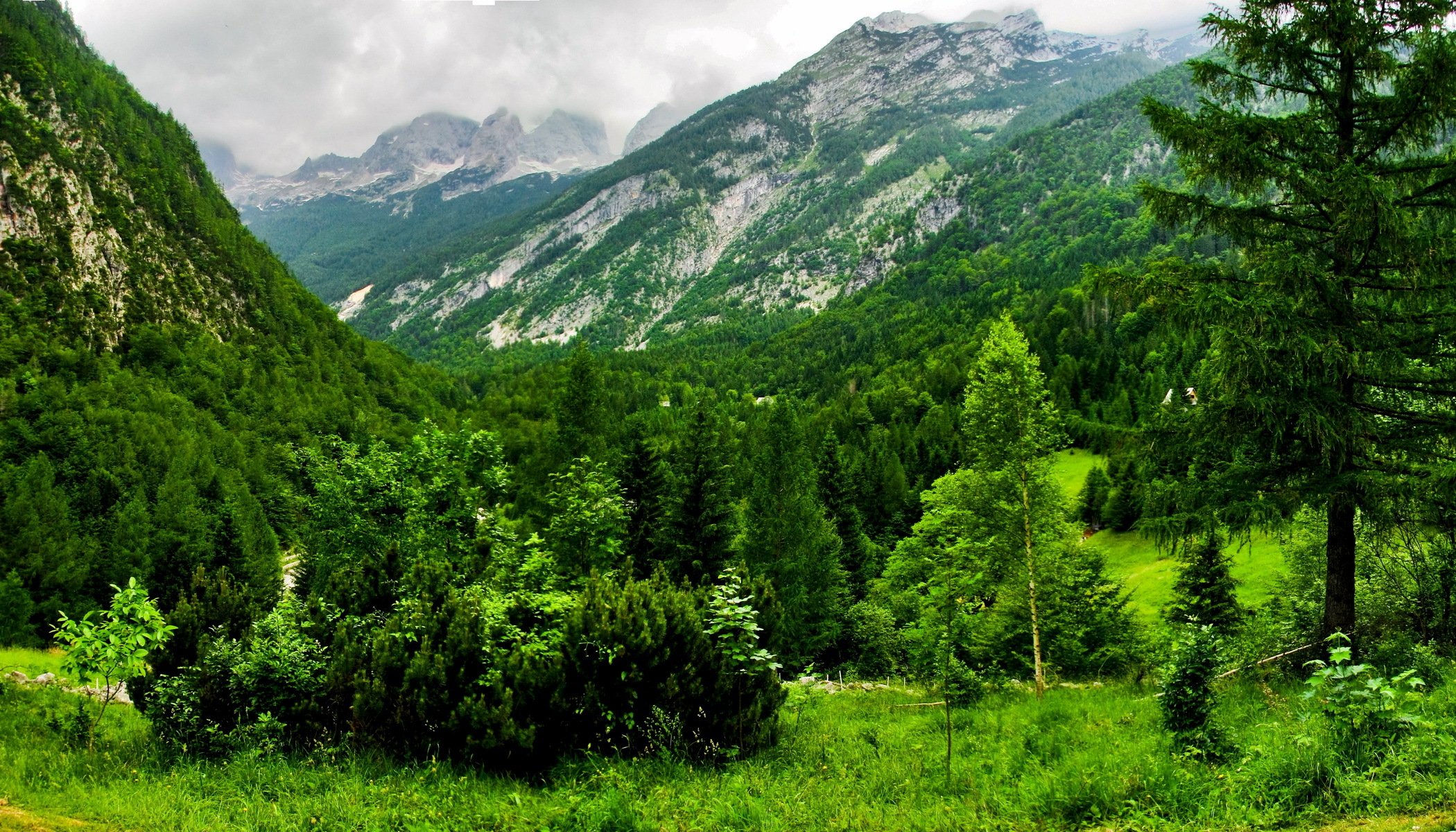 góry bovec szwajcaria las zieleń