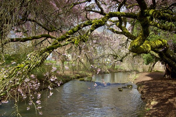 Rami pendenti di derervo in fiore su un fiume che scorre