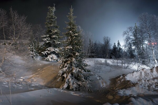 Paisaje de bosque de invierno por la noche