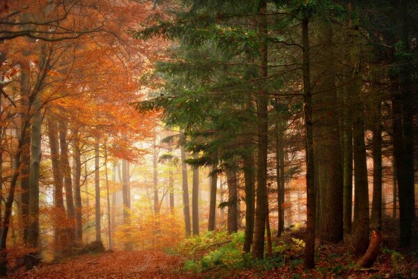 Autumn forest in the morning, a combination of coniferous and deciduous forest