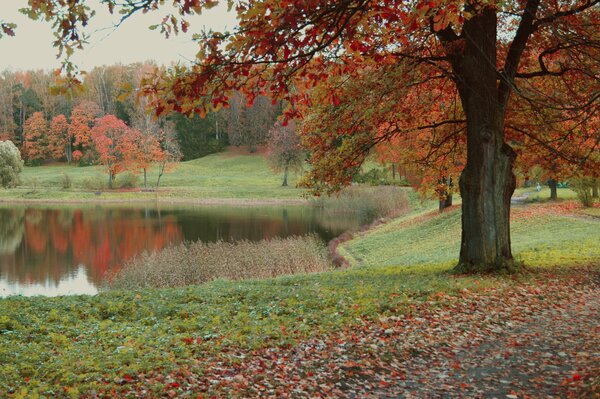 Autumn nature with a lake and trees