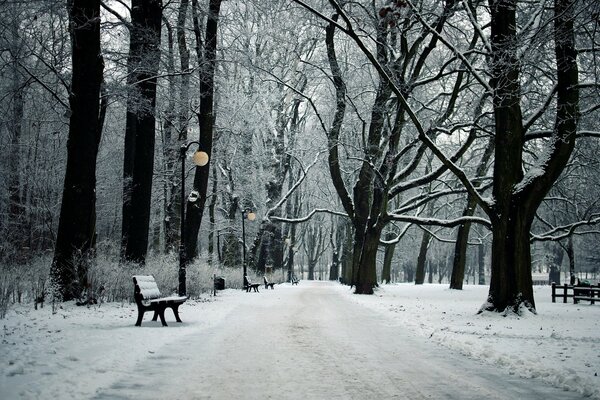 Snow-covered benches in the winter park