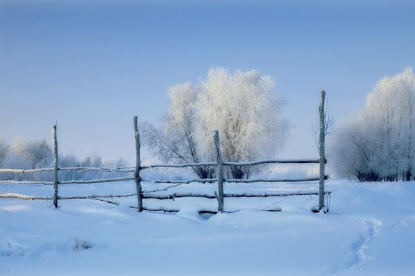 Mañana de invierno en el campo. Árboles cubiertos de escarcha