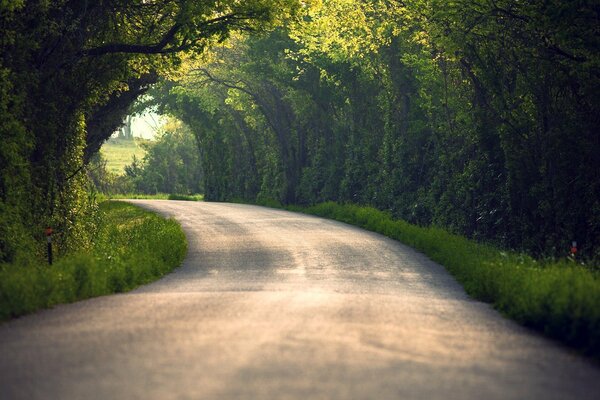 Alberi, foglie in estate nella natura lungo la strada