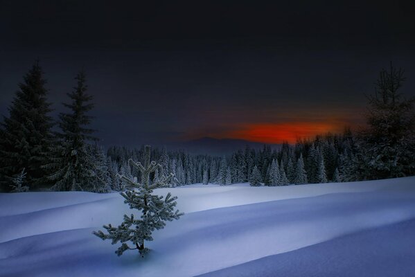 Tramonto nella foresta invernale della Bulgaria