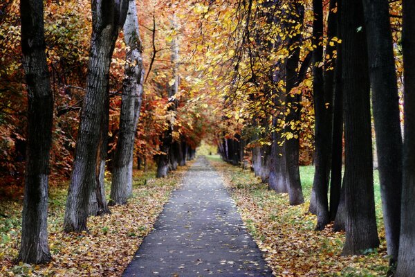 Moscú en otoño, paisaje de la naturaleza