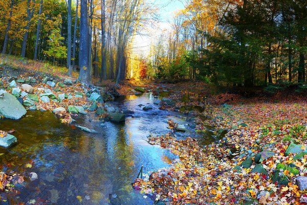 Autumn forest with stones and colorful foliage