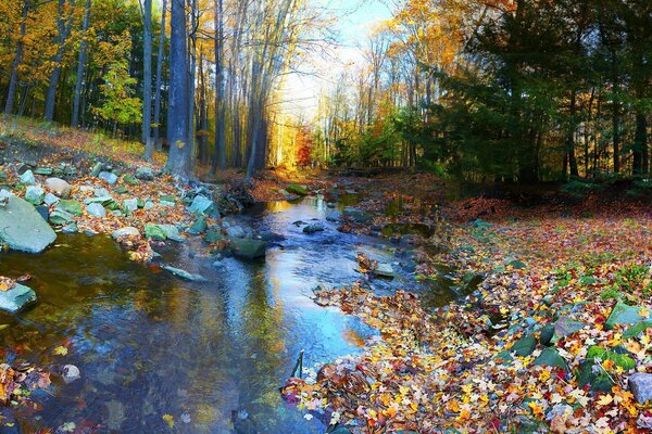 Осенний лес с камнями и разноцветной листвой
