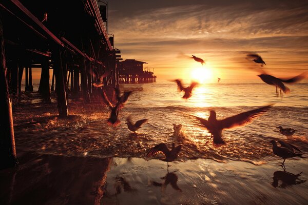 Las gaviotas vuelan sobre el agua en el puente en medio de la puesta de sol