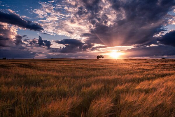 Campo Coloso en los rayos del atardecer